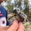 A researcher's hand gently clasps a mountain chickadee fledgling by its feet.