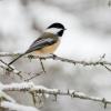 A black-capped chickadee perches on a snowy tree branch. Photo by Amanda Frank via Unsplash.