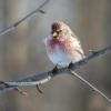 A small, plump redpoll finch sits on a tree branch. Unsplash photo from Andrey Strizhkov.
