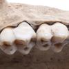 Dentition of a modern baboon. Caj and his colleagues use tooth enamel from dentitions like this in their studies