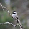 Chickadee on a branch