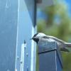 A mountain chickadee eats seeds from an auto feeder after landing on the perch that matches its radio tag and opens the feed door. Photo: Nicholas Goda, via University of Colorado Boulder