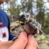 Out of its nest box for the first time, a young chickadee squints in the sun and stretches its wings.