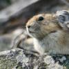 Pika on a talus slope, by Derek Ryder via Unsplash