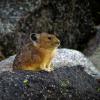Pika watching for danger on a rock.
