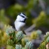 A Chickadee, in bold black and white, stands in profile on the tip of an evergreen branch