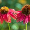 brightly colored coneflower