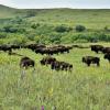 Herd of bison in a grassland