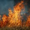 Wildfire flames shoot into a blue sky