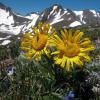 Alpine wildflowers bloom on the tundra of Niwot Ridge. Photo by William Bowman.