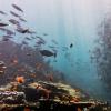  Fish near the sea bottom in Sipadan Island, Malaysia