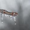 Frozen branch begins to melt
