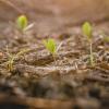 Seedlings sprouting
