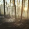Partially burned forest, still smoking