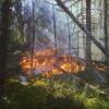 Forest fire burns the forest floor in Saskatchewan 