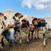 Cows in a muddy field