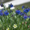 Closeup of alpine flowers near CU Boulder's Mountain Research Station 