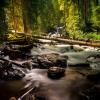 Logs in a Colorado mountain stream