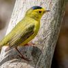 A male Wilson's Warbler, a bright yellow and olive colored small bird with distinct black eye and black cap. Photo: Patrice Bouchard on Unsplash