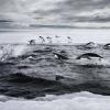Adelie penguins hunt for fish in the cold waters of the Southern Ocean. Photo by John Weller.