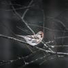 Redpoll Finch on a tree branch against a dark background