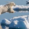 On a calm sunny day, a large polar bear jumps from one sea ice floe to another
