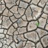 Dried and cracked mud