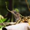 A brown lizard's head sticks up above branches and leaves