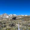Meredith Zettlemoyer kneels in a patch of alpine plants, a clipboard propped against her knee.