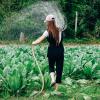 Woman using a hose to water a vegetable field, Vietnam