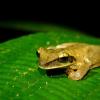 Brownish frog in the Amazon rainforest Peru, sitting on a bright green leaf at night