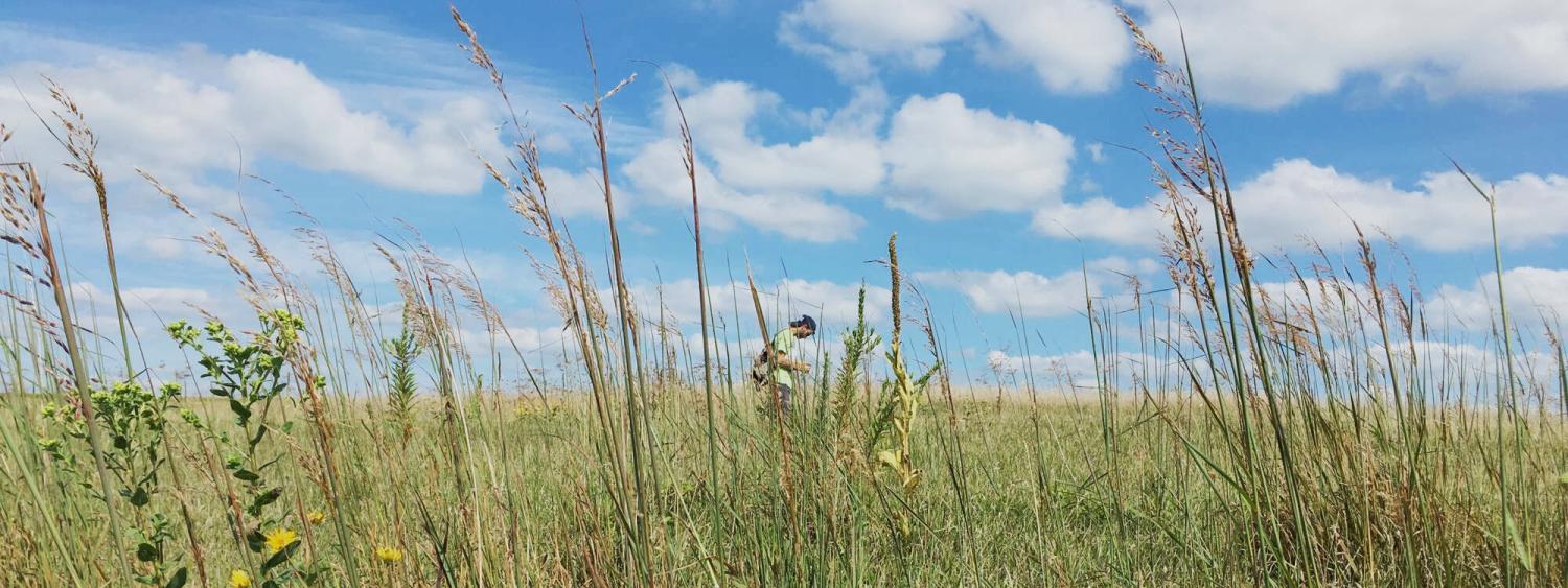 Long grasses, blue skies, and white puffy clouds surround a person walking through the fields