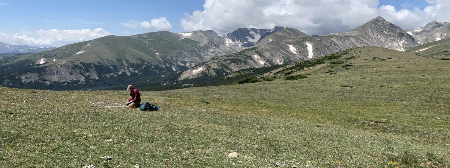 A lone ecologist kneels on a broad tundra field, high on Niwot Ridge Colorado