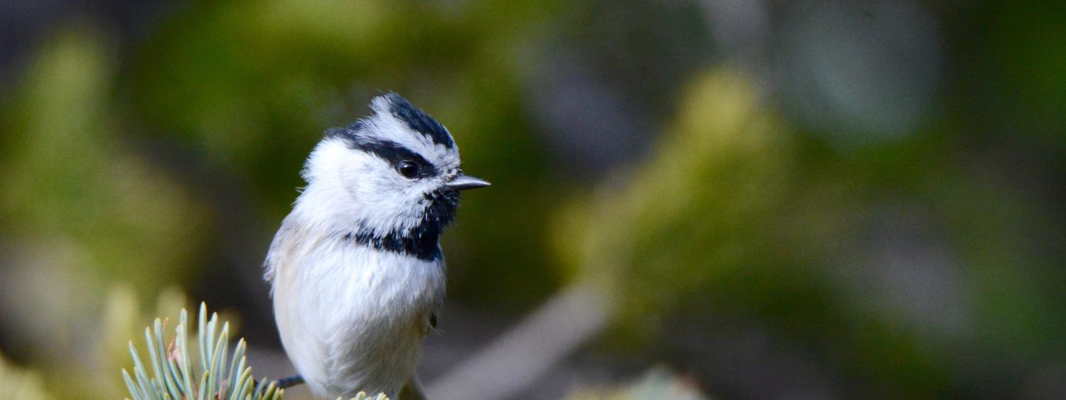 Chickadee sits on a conifer branch. Photo: Robert Taylor