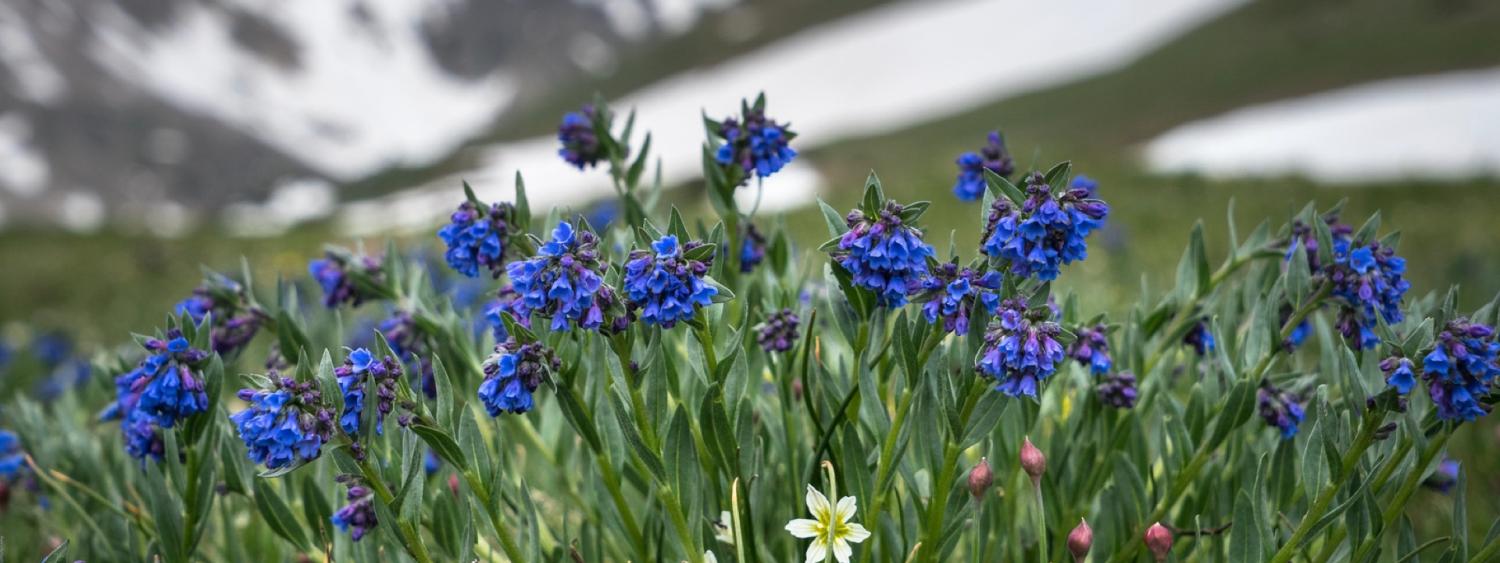 Closeup of bluebell flowers on Niwot Ridge, Colorado. Photo: Bill Bowman