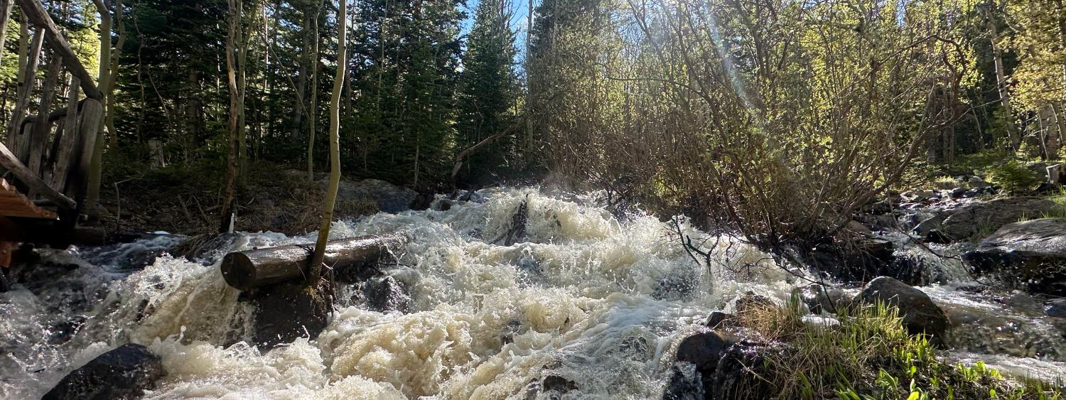 A flooding steep mountain stream makes whitewater as it tumbles over rocks. The sun peaks from behind conifer trees along its banks. Photo: Scott Taylor