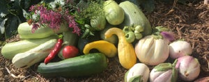 “Though it seems simple, it’s revolutionary in this world where the majority of people are so disconnected from nature and where their food comes from.”
