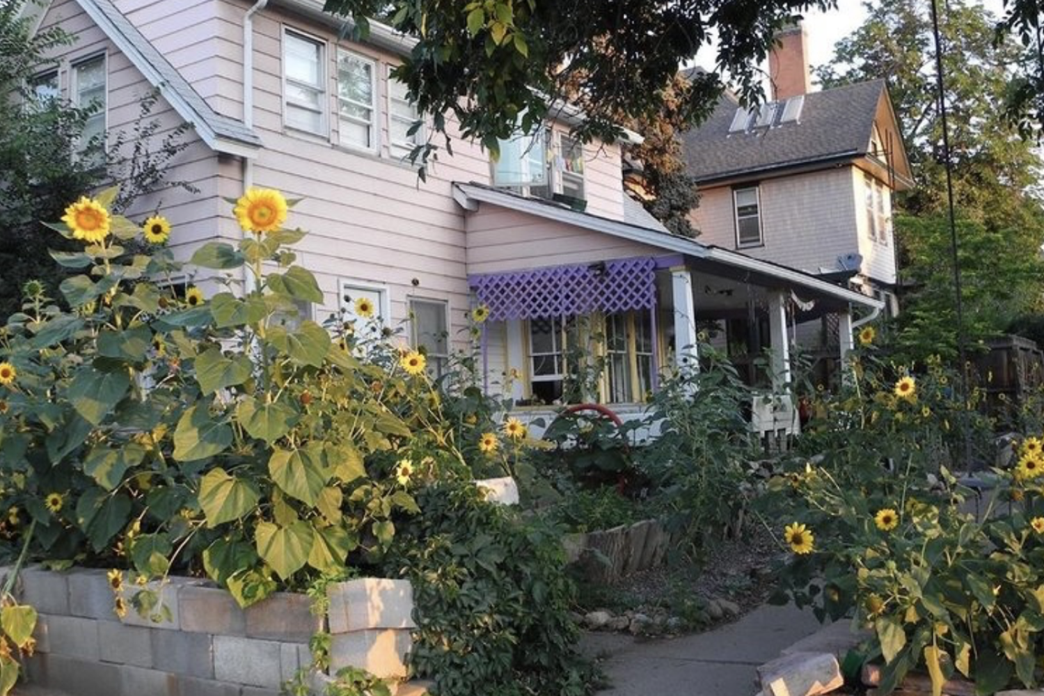 Front of purple house with sunflowers