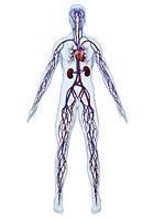 DeSouza lab logo showing cardiovascular system