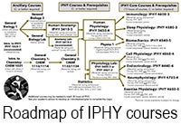 iphy roadmap thumbnail