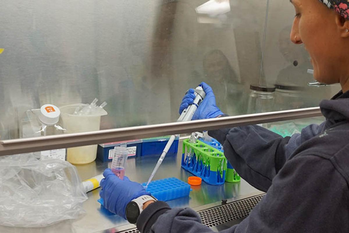 Grad student pipetting