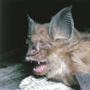 Close up image of a bat