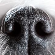 A close image of a dog's nose 