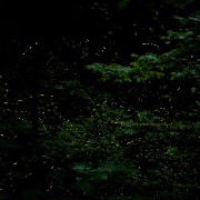 Fireflies at night