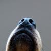 Dog nose