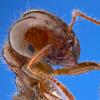 Close up image of fire ant 