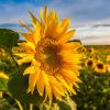 Sunflowers in a sunflower field 