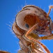 Fire ant close up 