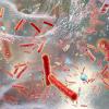 3D illustration of Antibiotic resistant bacteria inside a biofilm