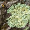 Lichen on a rock 